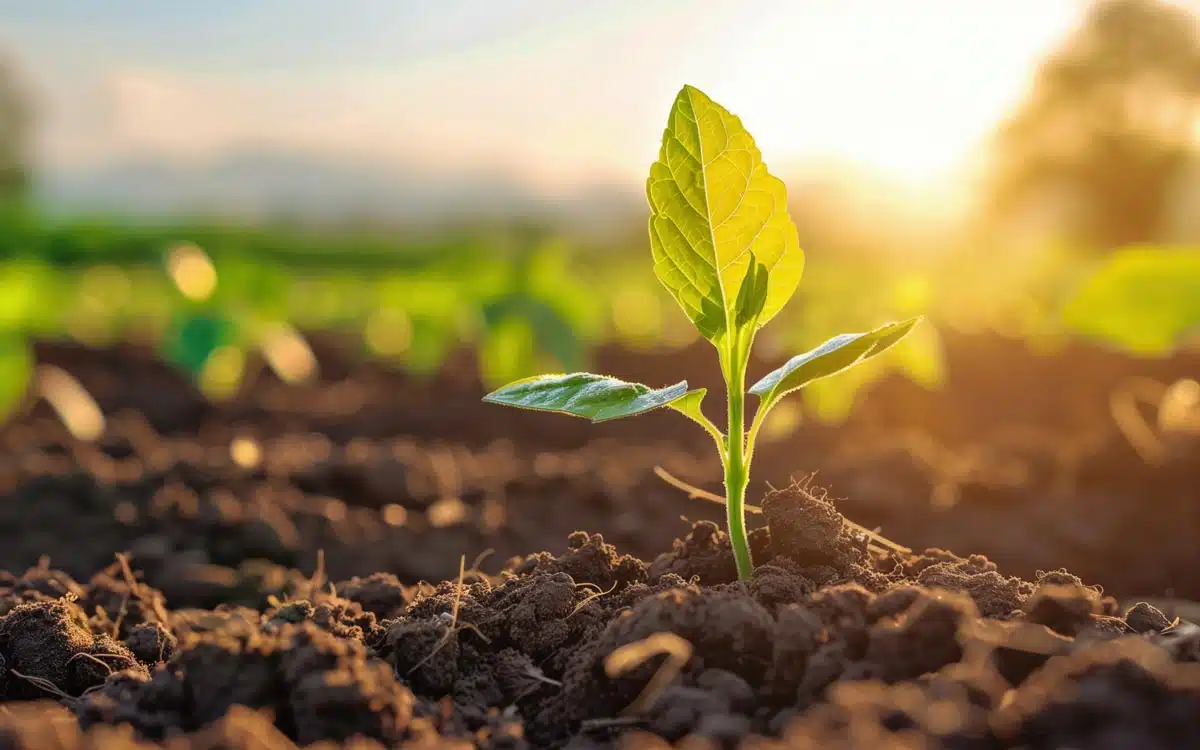 A plant shoot growing